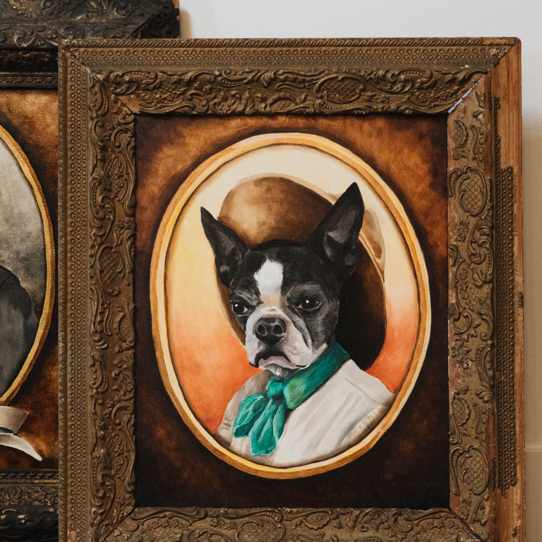 Boston terrier portrait